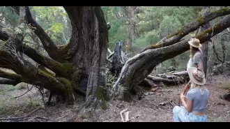People are outraged about the destruction of an 800-year-old peppermint tree.