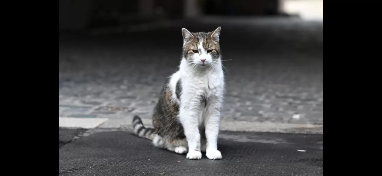 Plans are being made for what will happen after the death of Larry, the famous cat who lives at Downing Street.