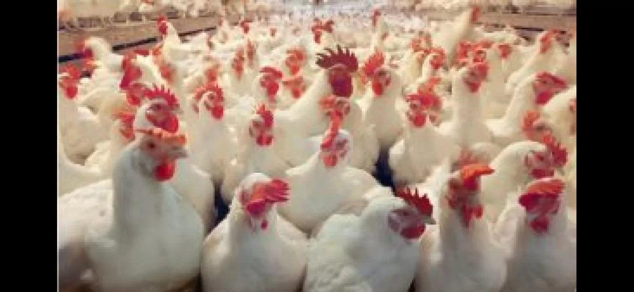 5,000 chickens in Odisha's Pipili culled due to bird flu outbreak.