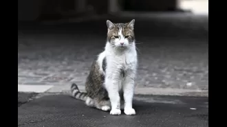 Plans are being made for what will happen after the death of Larry, the famous cat who lives at Downing Street.