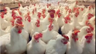 5,000 chickens in Odisha's Pipili culled due to bird flu outbreak.