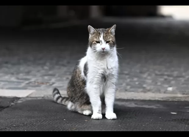 Plans are being made for what will happen after the death of Larry, the famous cat who lives at Downing Street.