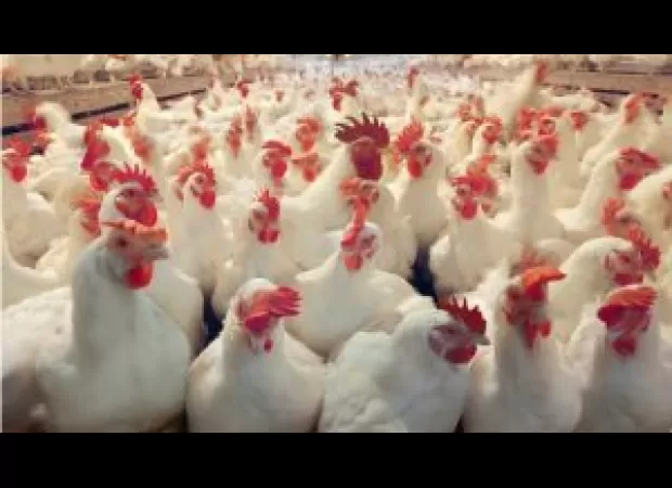 5,000 chickens in Odisha's Pipili culled due to bird flu outbreak.