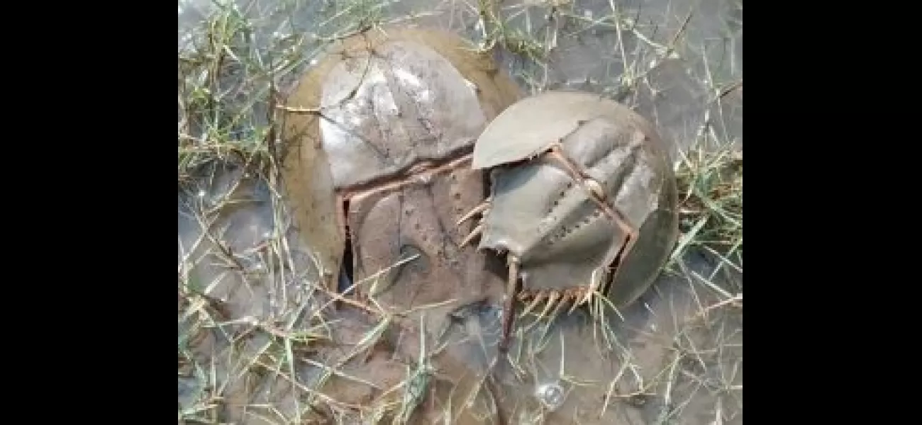 Horseshoe crabs still lack protection.
