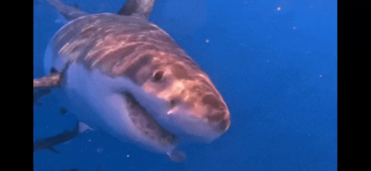 A big shark approaches a boat near the Sunshine Coast, ready to attack.