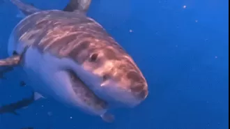 A big shark approaches a boat near the Sunshine Coast, ready to attack.