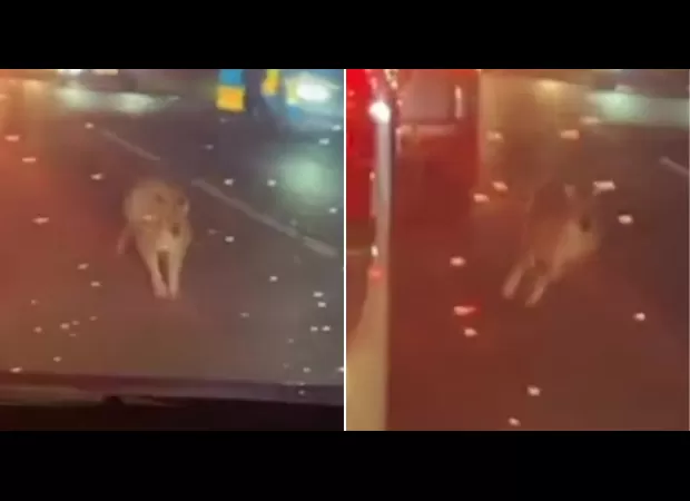 A car collision in Cornwall results in the death of a wallaby.