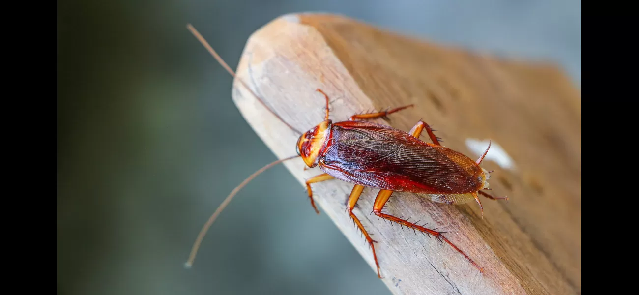 Renters received compensation for being kept awake by cockroach problem.