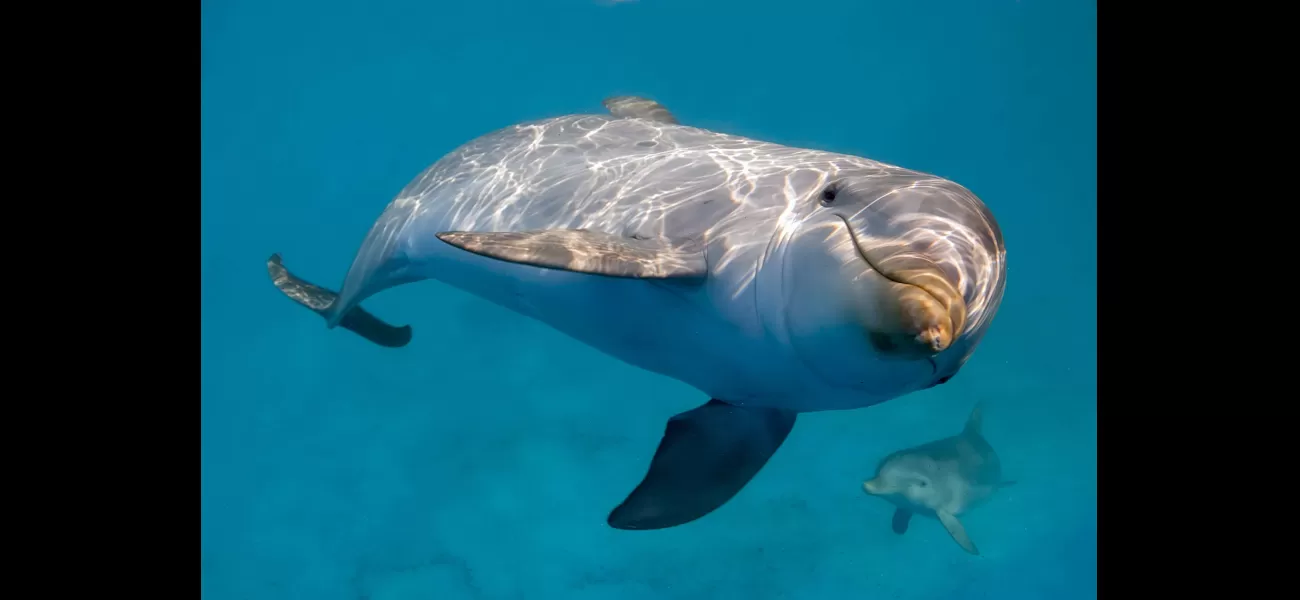 Lonely dolphins may be responsible for human attacks, according to experts.