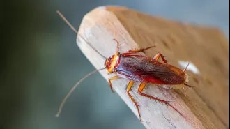 Renters received compensation for being kept awake by cockroach problem.