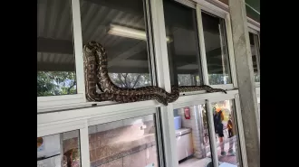 Experts caution that snakes are becoming more active due to the mild end to winter.
