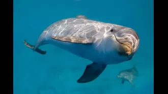 Lonely dolphins may be responsible for human attacks, according to experts.