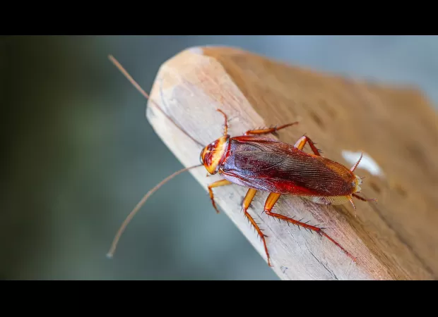 Renters received compensation for being kept awake by cockroach problem.