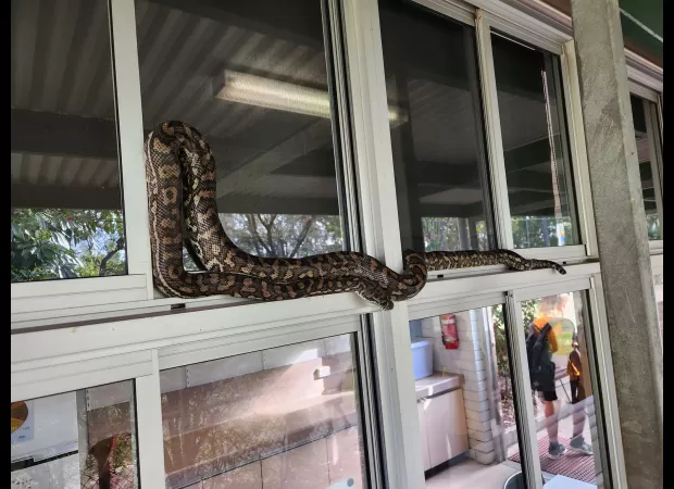 Experts caution that snakes are becoming more active due to the mild end to winter.