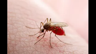 Two additional deaths caused by deadly mosquitos bites reported.