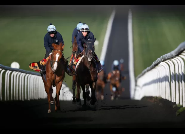 A horse has been found with cocaine in its system after coming in second place during a race.