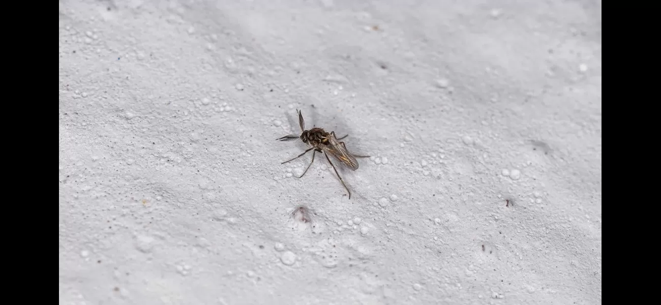 Oropouche virus is a newly recognized danger that has been identified by health authorities.