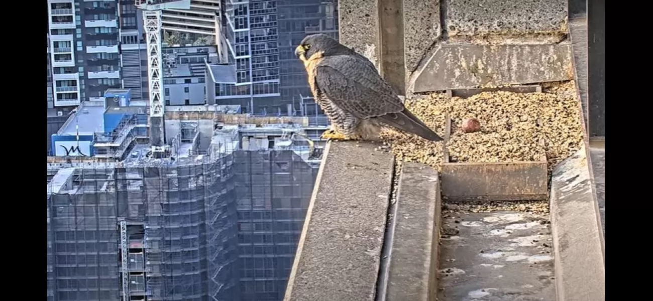 Many people are viewing a live stream of a falcon located on a rooftop in Melbourne.