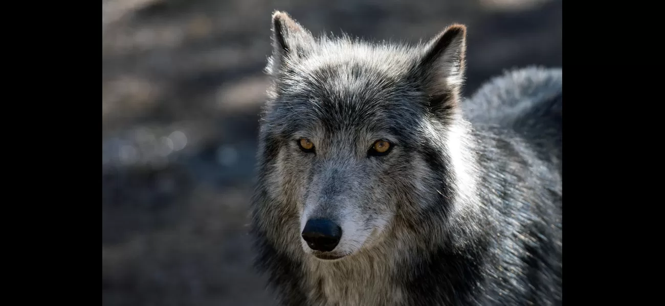 A pack of wolves in Colorado, including young pups, will be caught and moved elsewhere due to attacks on livestock.