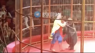 Circus performer attacked by 35-stone bear fights to escape.