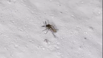 Oropouche virus is a newly recognized danger that has been identified by health authorities.