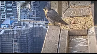 Many people are viewing a live stream of a falcon located on a rooftop in Melbourne.