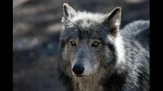 A pack of wolves in Colorado, including young pups, will be caught and moved elsewhere due to attacks on livestock.