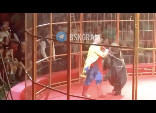 Circus performer attacked by 35-stone bear fights to escape.