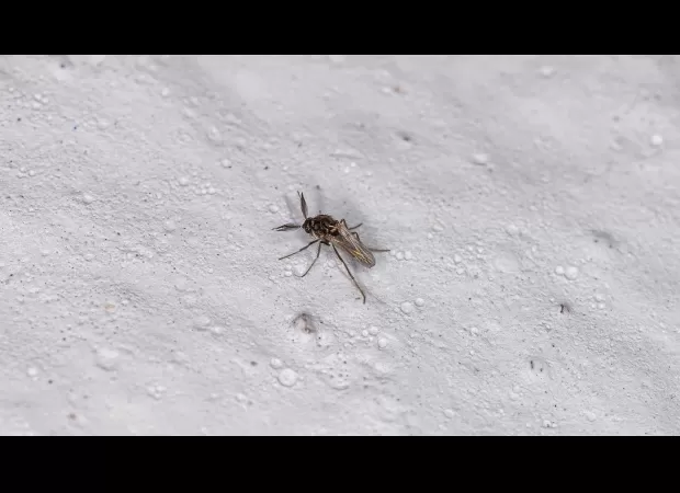 Oropouche virus is a newly recognized danger that has been identified by health authorities.