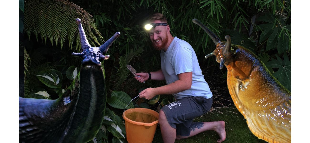A dad is fighting against a large number of slugs in his garden.