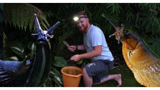 A dad is fighting against a large number of slugs in his garden.