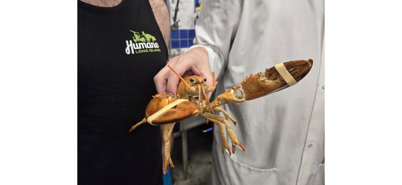 A very uncommon orange lobster was rescued right before becoming someone's meal.