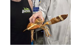 A very uncommon orange lobster was rescued right before becoming someone's meal.