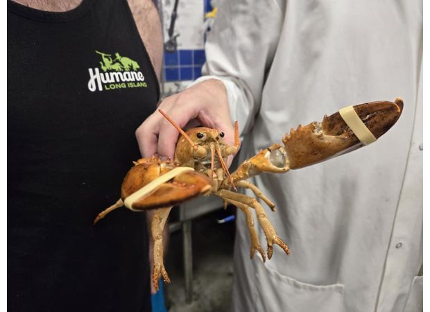 A very uncommon orange lobster was rescued right before becoming someone's meal.