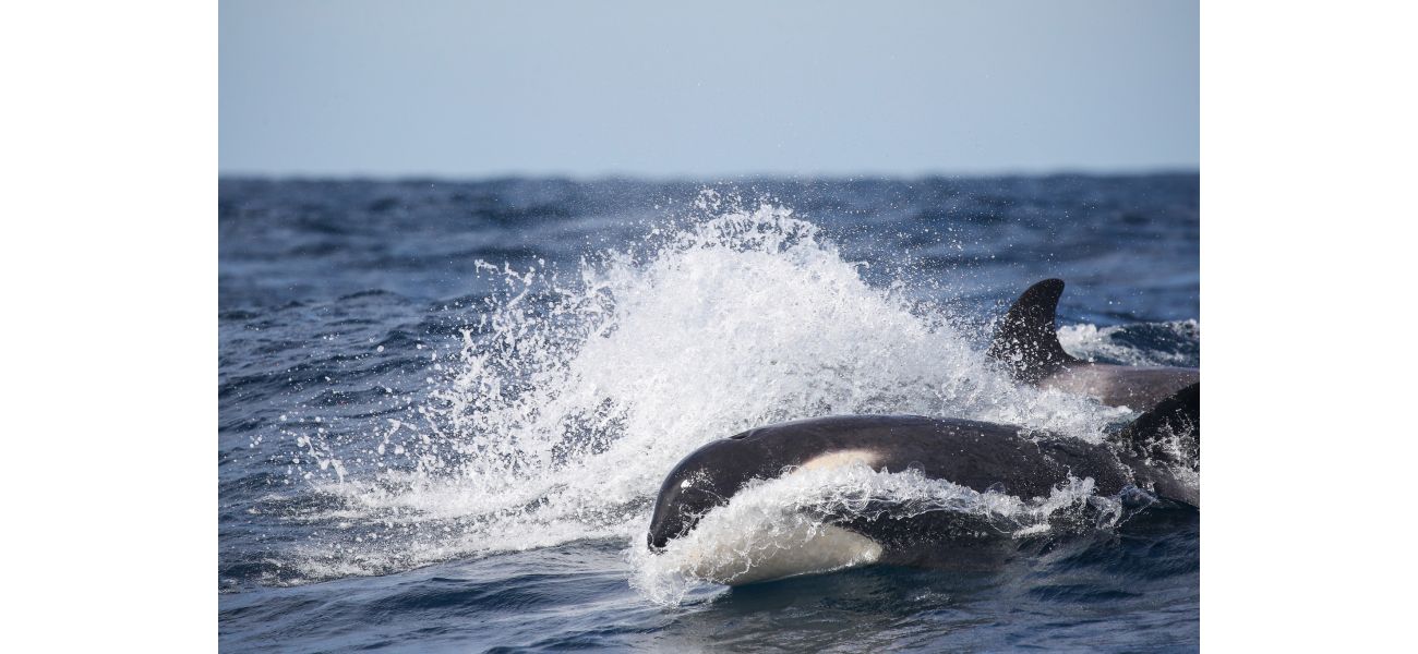 Special group of deadly whales spotted near Sydney's coast