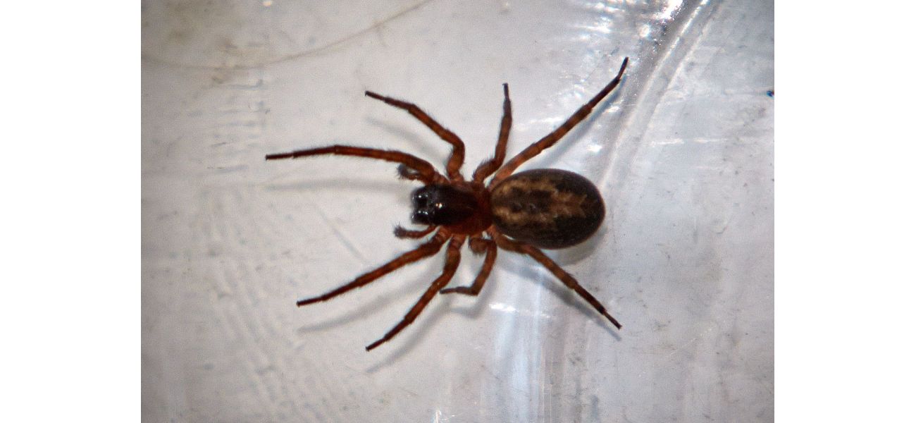 Giant spiders with sting-like bites take over UK houses due to rainy season.