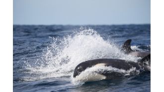 Special group of deadly whales spotted near Sydney's coast