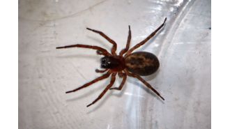 Giant spiders with sting-like bites take over UK houses due to rainy season.