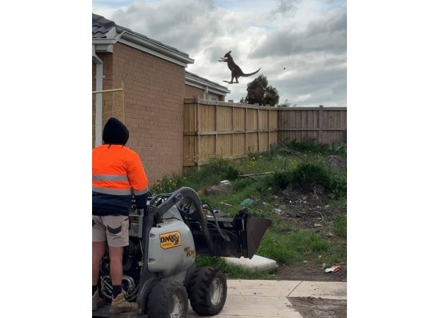 Landscaper documents amazing kangaroo encounter at a home in Victoria.