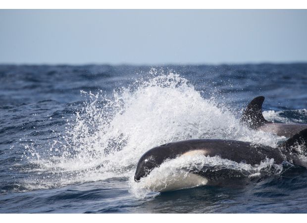 Special group of deadly whales spotted near Sydney's coast
