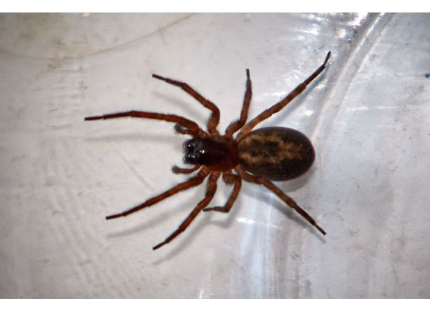 Giant spiders with sting-like bites take over UK houses due to rainy season.