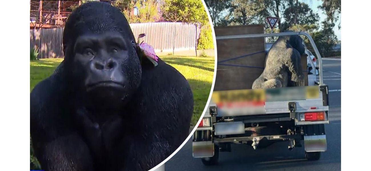 Man admits to making a 'silly' mistake by stealing a gorilla before retirement.