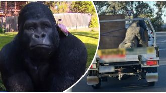 Man admits to making a 'silly' mistake by stealing a gorilla before retirement.