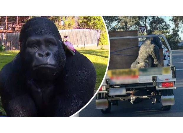 Man admits to making a 'silly' mistake by stealing a gorilla before retirement.