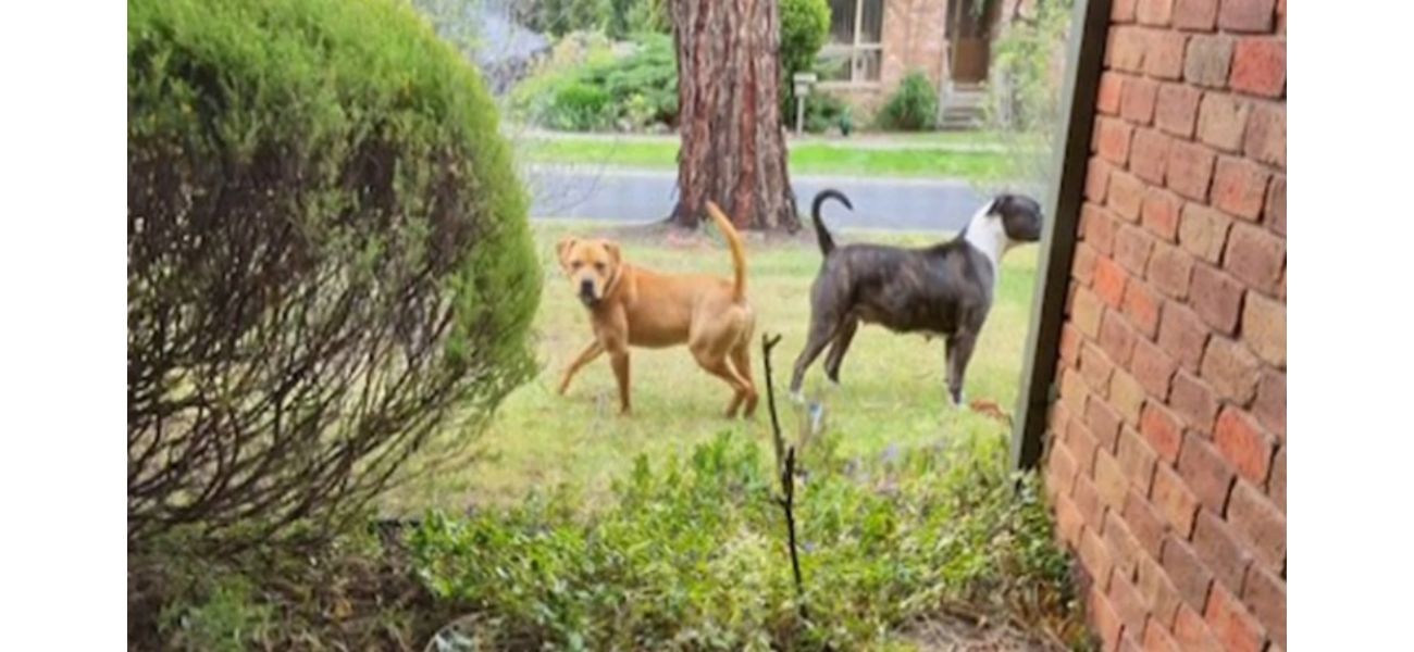 A Melbourne resident is saddened by the fact that their dogs attacked a woman.