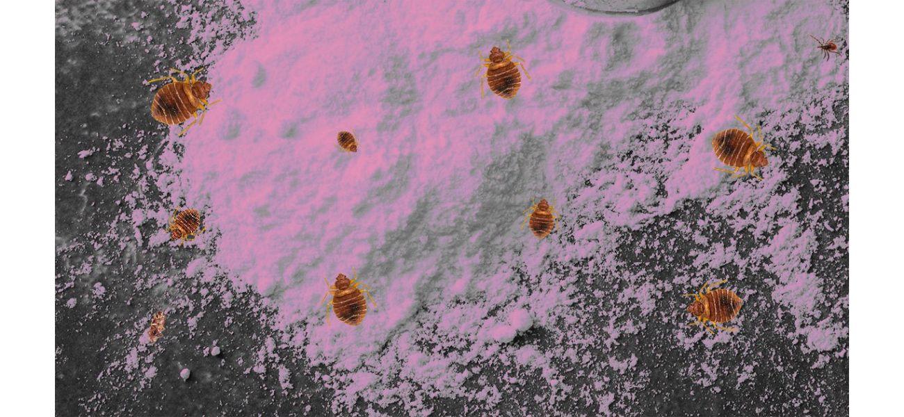 Expert reveals a 65p household item that effectively eliminates bed bugs.