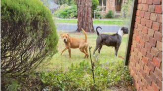 A Melbourne resident is saddened by the fact that their dogs attacked a woman.