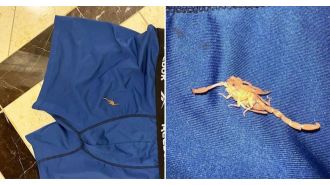 Hotel sued after scorpion incident causes sexual problems for couple.