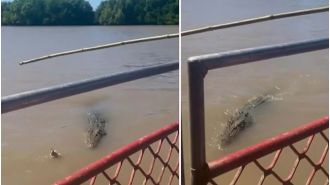 A crocodile devours another one in front of tourists in NT, leaving them stunned.