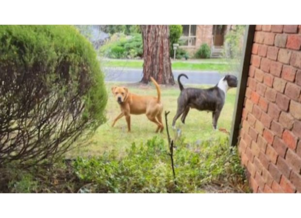 A Melbourne resident is saddened by the fact that their dogs attacked a woman.